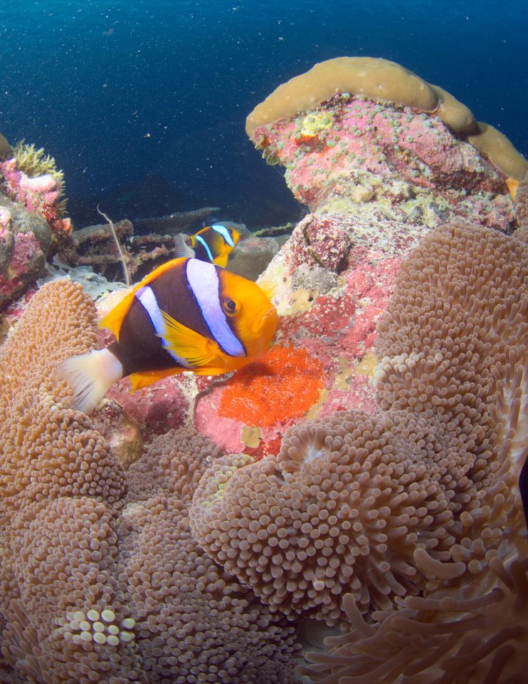 Anemonefish, Palau