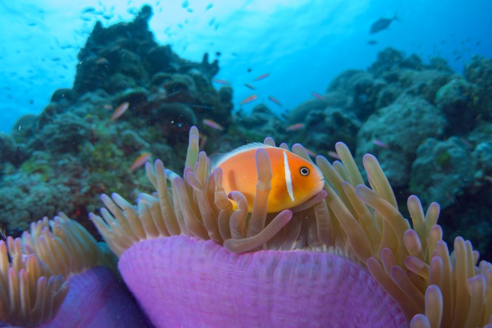 Anemonefish in a magenta anemone, Yap