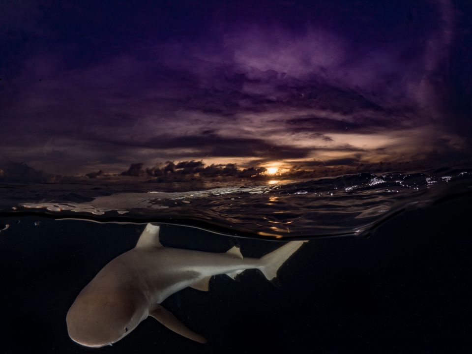 Blacktip reef shark at dusk, Yap