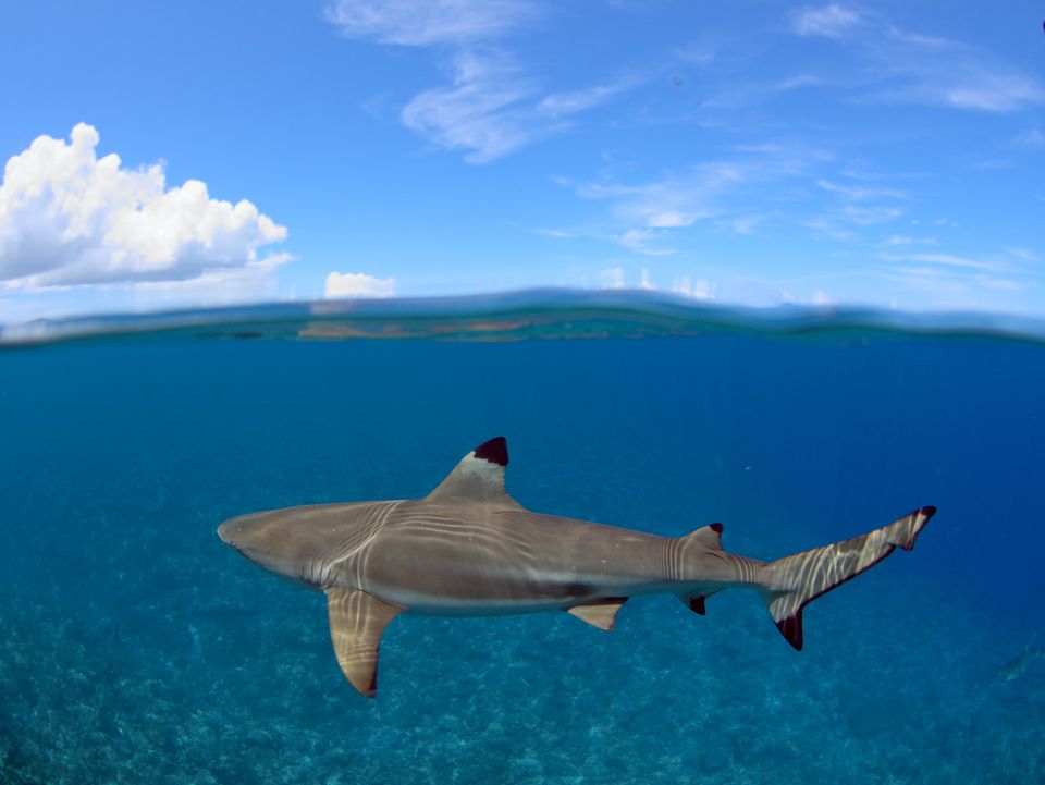 Blacktip reef shark at the waterline, Yap
