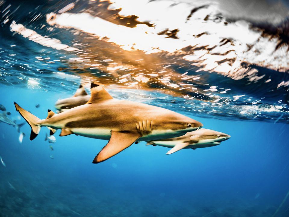 Blacktip reef sharks under golden light, Yap