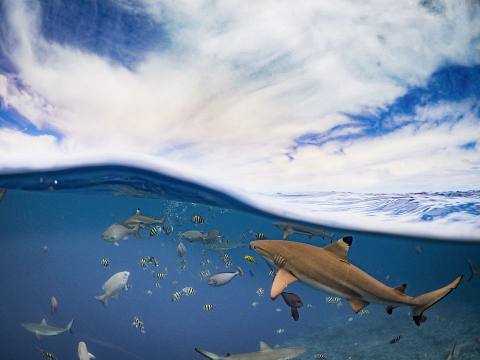 Blacktips over and under, Yap