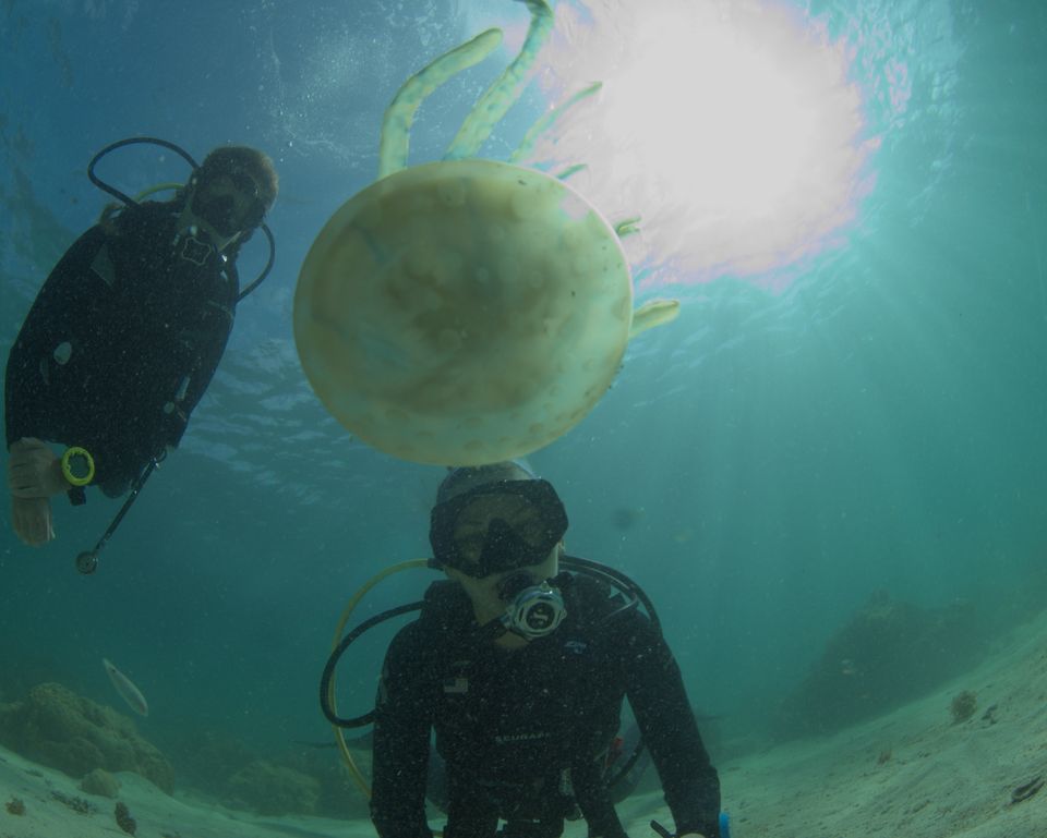 Divers and a jellyfish, Guam