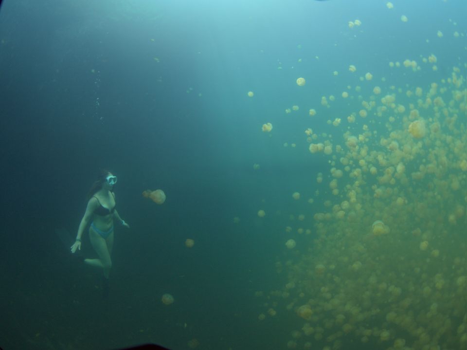 Swimming with golden jellyfish, Palau
