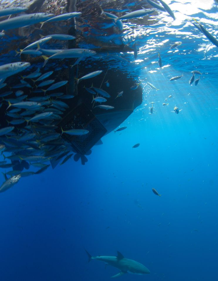 Great white shark under a bait ball, Guadalupe Island, Mexico