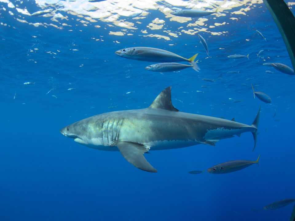 Great white shark and a school of fish, Guadalupe Island, Mexico