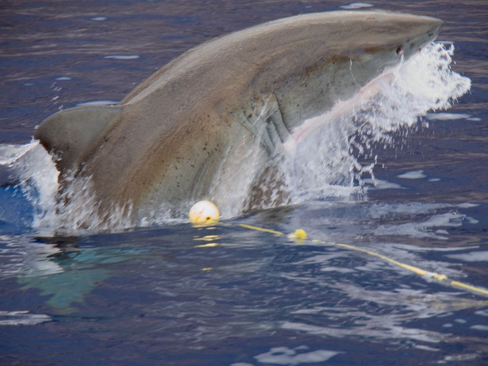 Great white shark at the surface, Guadalupe Island, Mexico