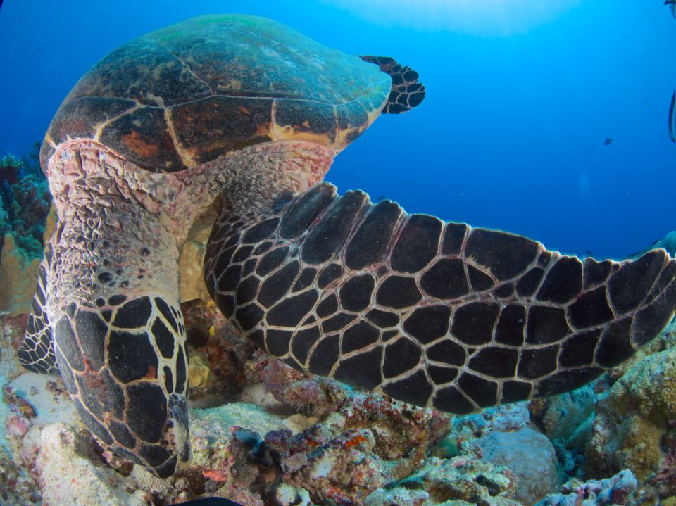 Hawksbill sea turtle, Palau