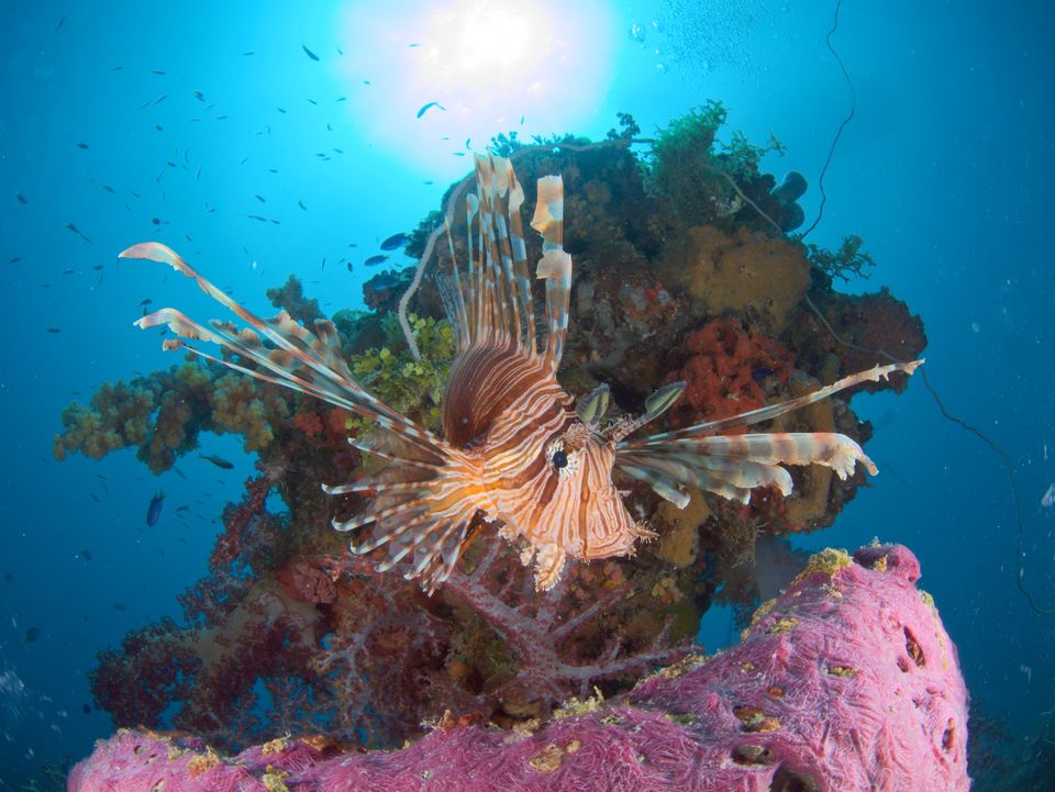 Lionfish on a wreck, Chuuk Lagoon