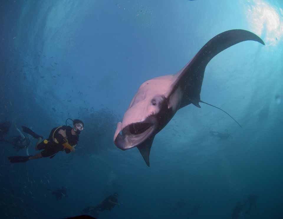 Manta ray and diver, Palau