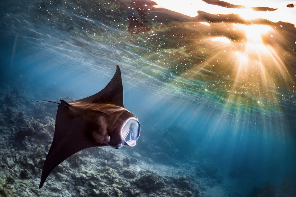 Manta ray in the sunrays, Guam