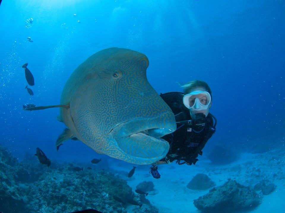 Napoleon wrasse and diver, Palau