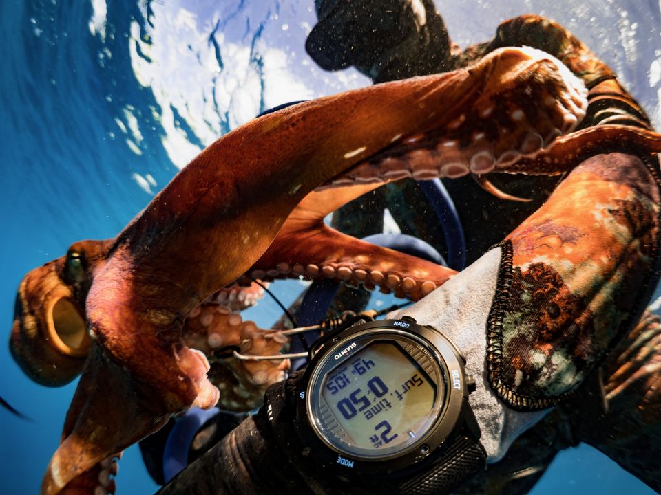 Octopus and dive computer, Guam