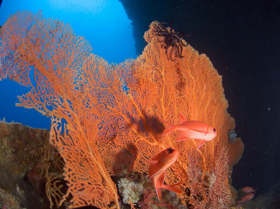 Sea fan and anthias, Palau