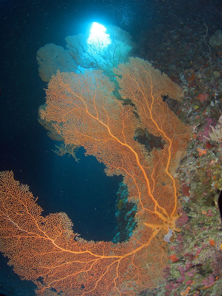 Sea fan by torchlight, Palau