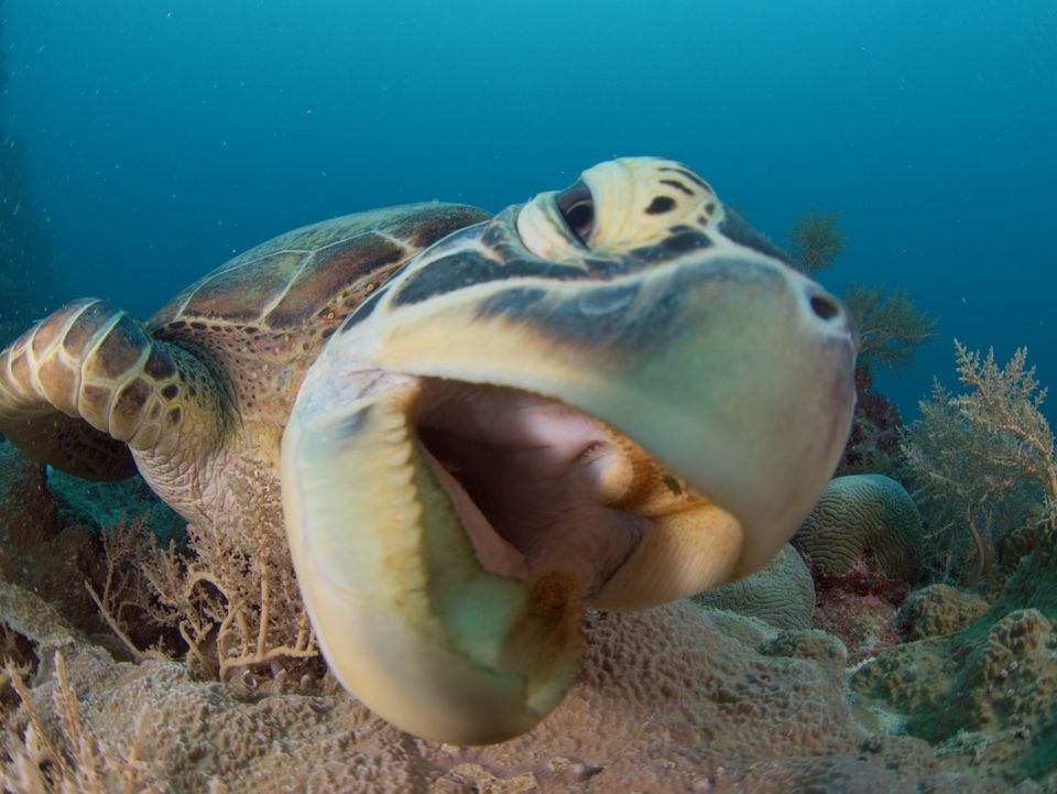 Sea turtle feeding, Palau