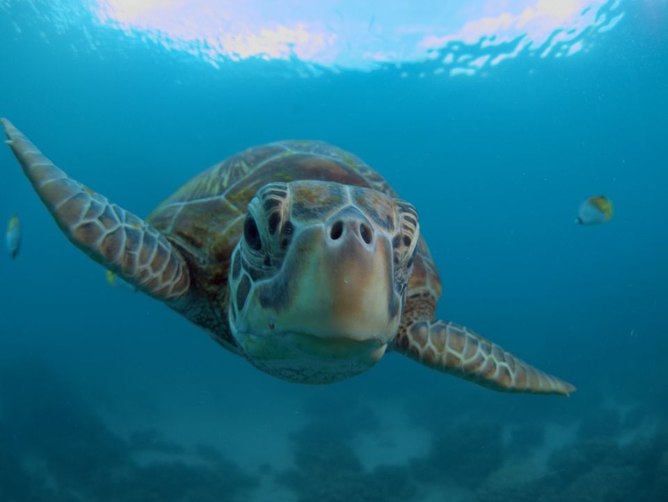 Sea turtle, Guam